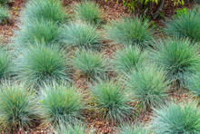 Festuca Glauca, Commonly Known As Blue Fescue, Is A Species Of Flowering Plant In The Grass Family, Poaceae.