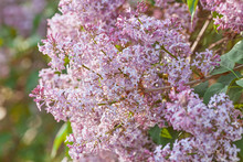 Pink Lilac Branch
