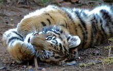 Portrait Of Tiger Cub Relaxing On Field