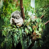 Koala Bear On Tree