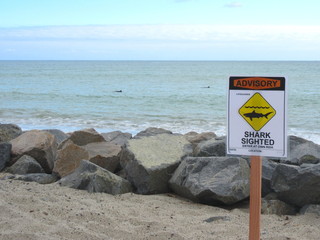 Shark warning sign in front of what turned out to be two dolphins.
