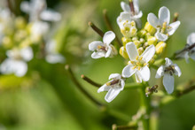 Close Up Of A Garlic Mustard (alliara Petiolata) Plant In Bloom