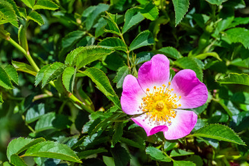 Wall Mural - Rosa canina, commonly known as the dog rose - a variable climbing, wild rose species