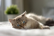 © Artem - White cat with blue eyes is lying on a bed and looking at the camera