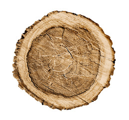 Wall Mural - natural vintage wood tree rings textured background. end grain of tree section.