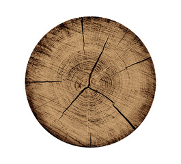 Wall Mural - natural vintage wood tree rings textured background. end grain of tree section.