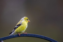 Male Gold Finch, Yellow Bird On A Metal Feeder Hanger