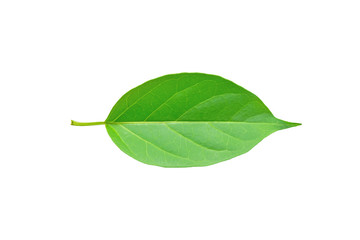 Wall Mural - Gymnema sylvestre leaf isolated on white background with clipping path.(Perrpioca of the woods)