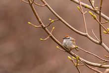 Chipping Sparrow Perched In Tree