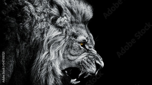 Fotografía Close-up Of Lion Roaring Against Black Background