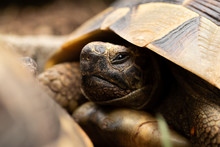Head Turtle Tortoise Eyes Sleep Open Close Cute Brown Shell