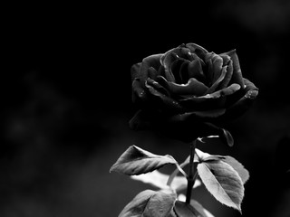 Black rose red rose black and white