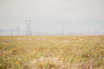 Blooming poppy flowers in springtime in California