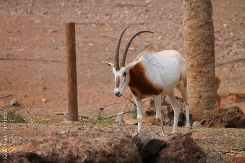 Cuadros en Lienzo Scimitar Oryx Walking On Field Against Tree