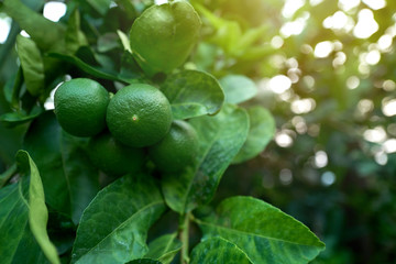 Fresh limes on branches and leaf.