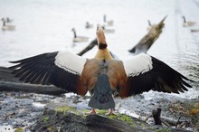 Egyptian Goose With Spread Wings By Lake