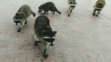 High Angle View Of Raccoons On Footpath