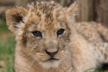 Close-up Portrait Of Lion Cub Relaxing On Field