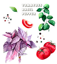  A Collection Of Fresh Salad Ingredients: Basil - Purple And Green, Red Ripe Tomatoes And Allspice On A White Background.
