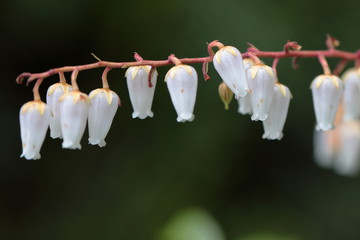 White bell shaped Pieris Temple Bells flowers