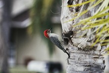 Close-up Of Red-bellied Woodpecker Perching On Tree Trunk
