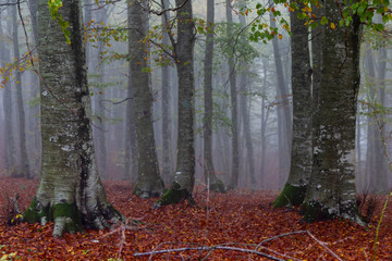 autumn forest with colored leaves