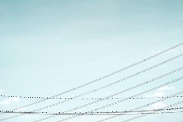 Pigeon sitting on electric power lines beautifully.