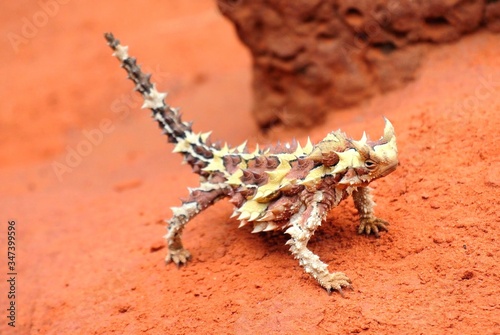 Fotografía Thorny Devil Lizard In Arid Landscape