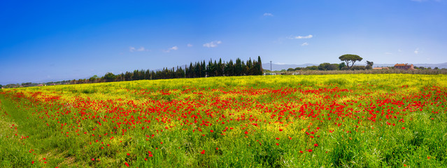 Flowering of poppies in spring in the Tuscan countryside in Castagneto Carducci Italy