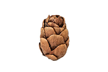 Larch tree cone isolated on white background