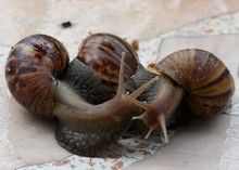 Close-up Of Snails Mating On Ground
