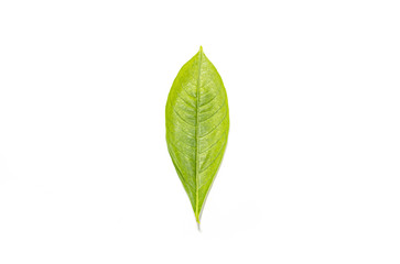 Fresh green leaves isolated on a white background.