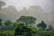 Morning mood in foggy forest landscape, Itatiaia, Brazil
