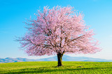 Fototapeta Na ścianę - Blooming sakura tree. Ornamental Japanese pink cherry blossoms on a green meadow with a blue sky without clouds.