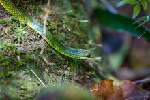 Close Up Of A Brazilian Green Racer Snake, Atlantic Forest, Itatiaia, Brazil
