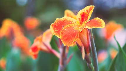 Wall Mural - Beautiful orange Yellow canna Lily with insect fly around flowers