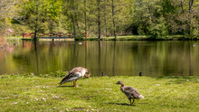 A Goose Along With His Scoundrel On The Shores Of A Lake. In The Background Is A Red Wooden Bridge