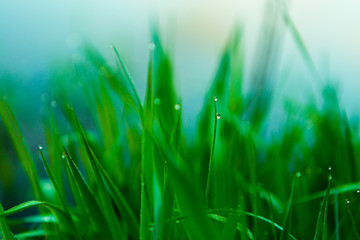 Water drops on the green grass. Green wet grass with dew. Close up of fresh grass with water drops in the early morning