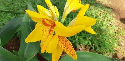 yellow iris flower