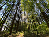 Fototapeta Sawanna - Bäume im Wald