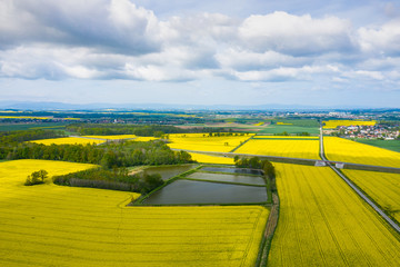 Wall Mural - Top aerial view of flowering yellow rapeseed field. Beautiful outdoor countryside scenery from drone view. Many blooming plants. Spring theme background.