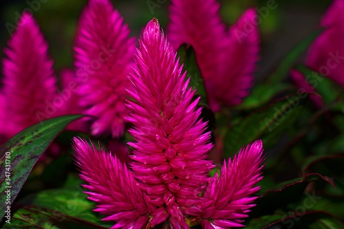 Fototapeta na szkło Close-up Of Pink Flowers