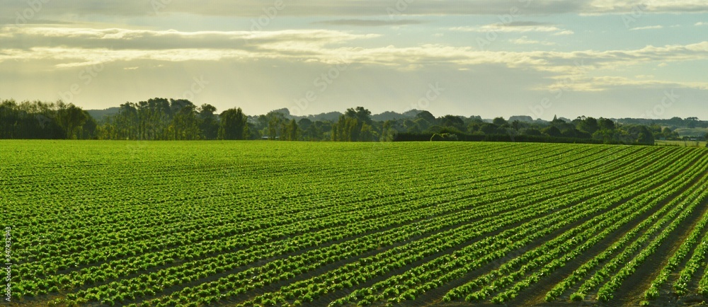 High Angle View Of Crop Growing In Field Against Cloudy Sky - obrazy, fototapety, plakaty 