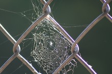 Close-up Of Spider Web On Chainlink Fence