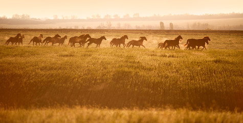 Wall Mural - Herd of horses gallop across an open field in the sunshine. Horses walk in freedom. Mustangs.