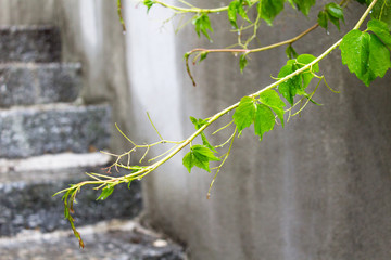 First new green spring plant stem on grey concrete background fragile ecology nature care beginning success concept