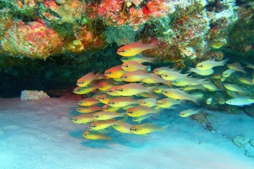 Wall Mural - Beautiful tropical coral reef with shoal of Goldbelly Cardinalfish  (Apogon apogonides)