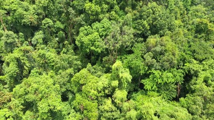 Wall Mural - Tropical rainforest. Aerial drone footage rain forest jungle