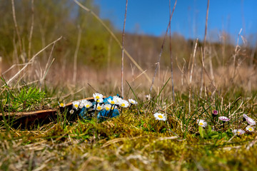 Daisies or bellis perennis with plastic waste on a covered landfill in northwest Germany