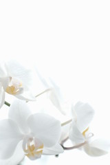  white orchid isolated on white